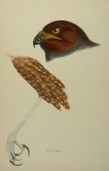 John Gould's Birds of Australia